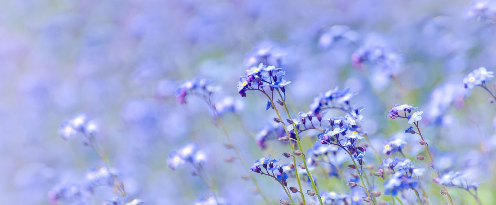 A collection of Les Parfums de Grasse perfumes, showcasing the beauty of spring in Grasse