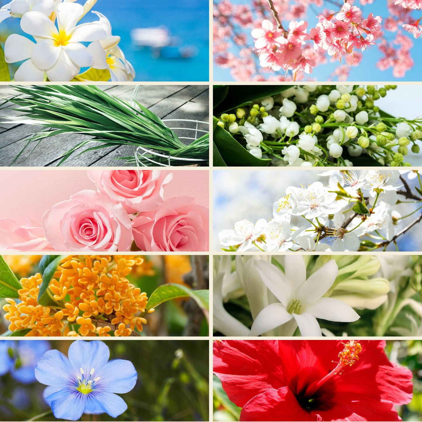 Packung mit 10 thematischen Düften aus Grasse