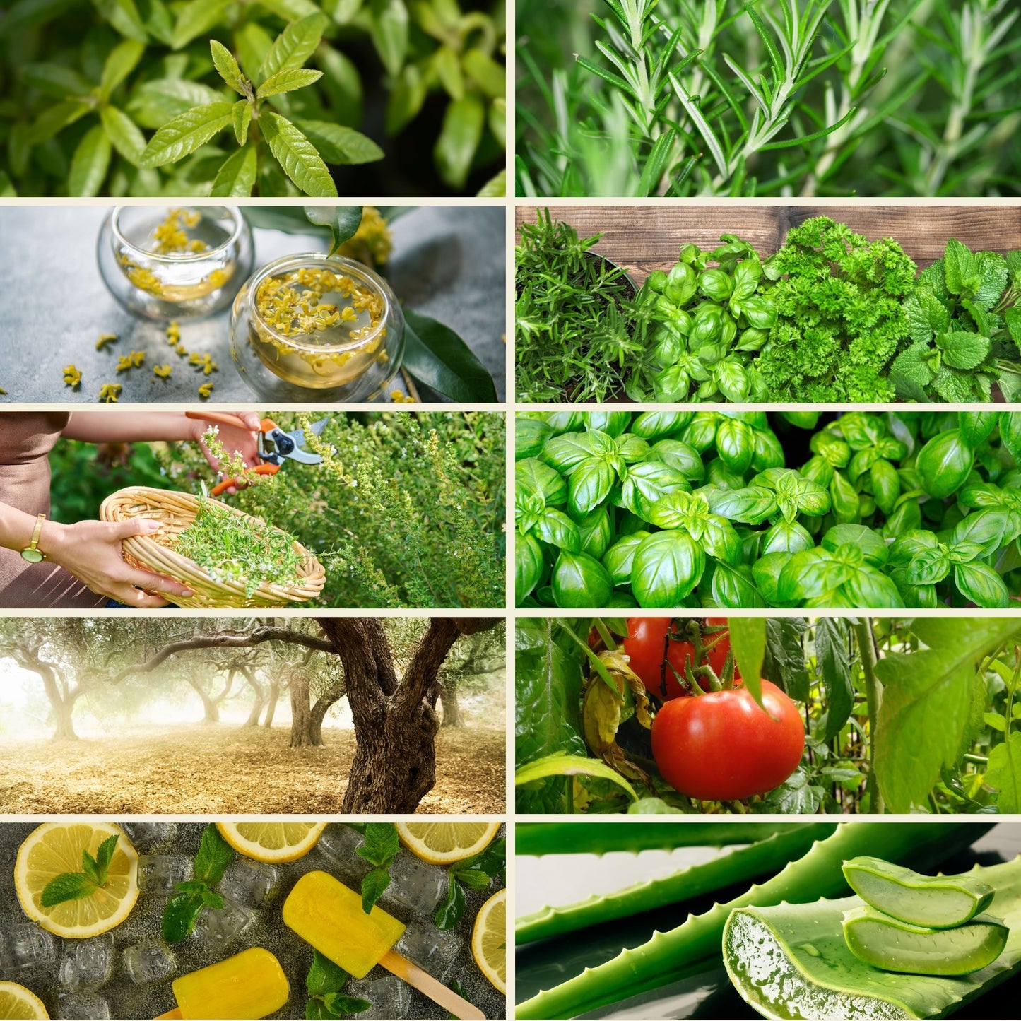 Packung mit 10 thematischen Düften aus Grasse