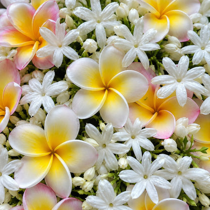 Frangipanier et jasmin parfum fleuri de Grasse pour bougies fondants et diffuseurs
