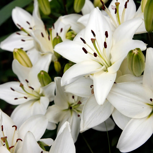 white lily fragrance oil Candle fragrance oil
