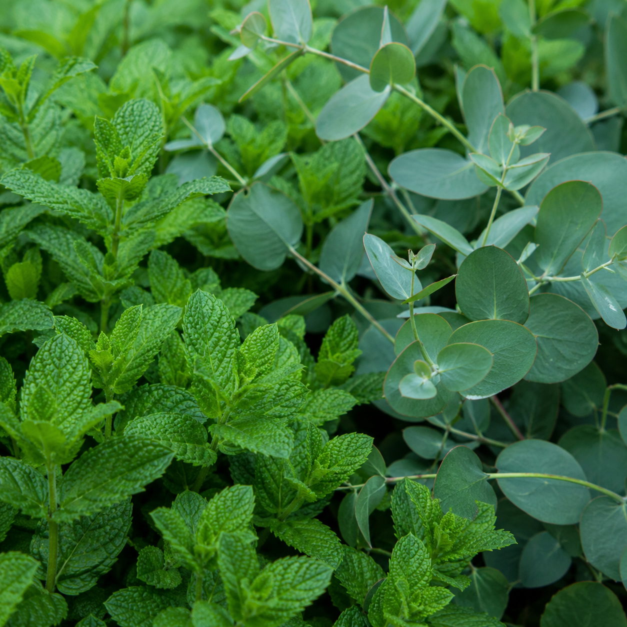 Menthe et eucalyptus parfum frais de Grasse pour bougies fondants et diffuseurs