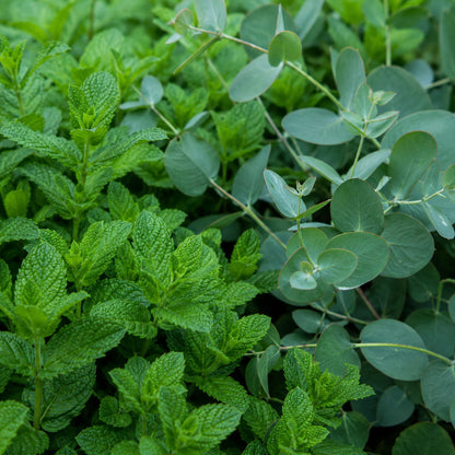 Menthe et eucalyptus parfum frais de Grasse pour bougies fondants et diffuseurs