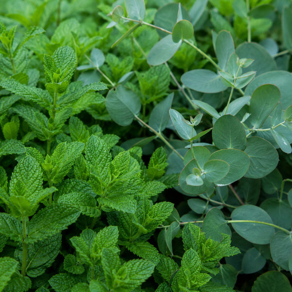 Menthe et eucalyptus parfum frais de Grasse pour bougies fondants et diffuseurs