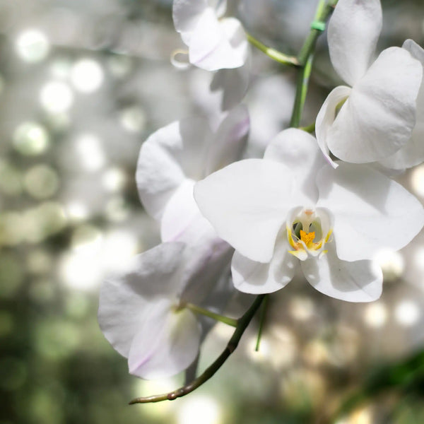 weiße orchidee bedeutung Duftöl für Kerzen