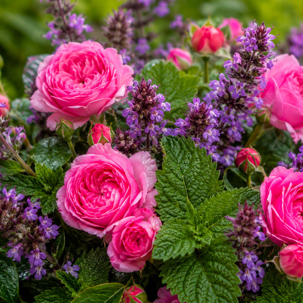 Patchouli et roses parfum fleuri de Grasse pour bougies fondants et diffuseurs