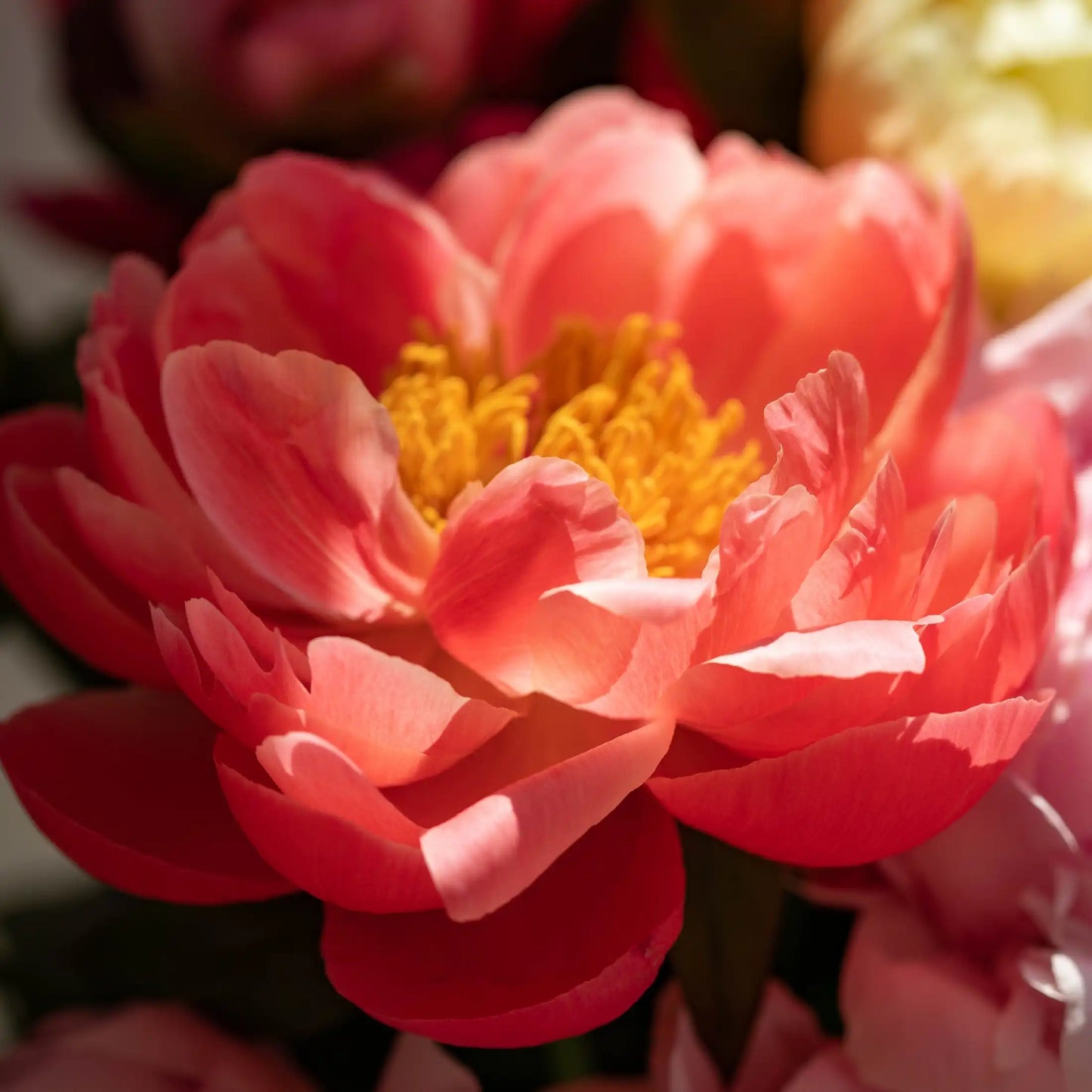 Duft für Kerzen Pfingstrose Grasse