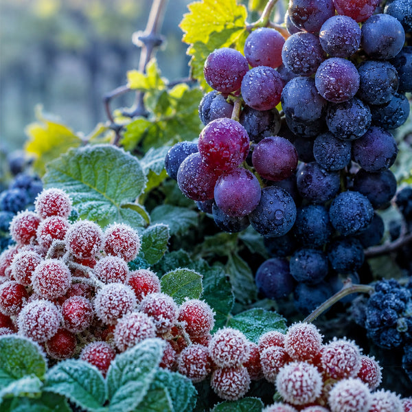 Parfum pour bougie - Baies givrées et raisin - Terre de Bougies